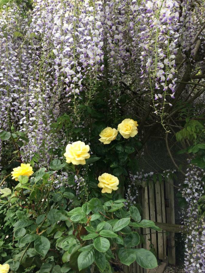Country Garden House Holiday Homes Ballymoney Eksteriør bilde